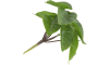 COCOmaison - Coco Maison - Authentique - Anthurium Mini Bush H13cm fleur