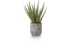 H&H - Coco Maison - Aloe plant H50cm