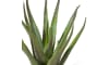 Henders and Hazel - Coco Maison - Aloe plant H50cm
