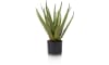 H&H - Coco Maison - Aloe plant H50cm
