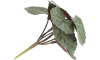 COCOmaison - Coco Maison - Authentique - Saxifrage Mini Bush H13cm fleur