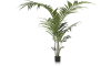 XOOON - Coco Maison - Kentia Palm plant H210cm