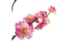 XOOON - Coco Maison - Cherry blossom spray H120cm