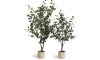 Henders and Hazel - Coco Maison - Eucalyptus Tree kunstplant H140cm