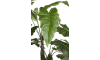COCOmaison - Coco Maison - Vintage - Alocasia Giant Tree 180cm plante artificielle