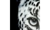 Happy@Home - Coco Maison - Cheetah fotoschilderij 70x100cm