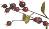 XOOON - Coco Maison - Cornus Berry fleur artificielle H100cm