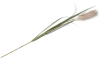 Henders & Hazel - Coco Maison - Pampus Grass fleur artificielle H120cm