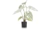 COCOmaison - Coco Maison - Authentique - Caladium H60cm plante artificielle