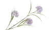COCOmaison - Coco Maison - Allium Multi Spray H86cm fleur artificielle