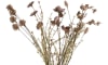 Henders and Hazel - Coco Maison - Dry Flower Bouquet H57cm
