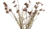 XOOON - Coco Maison - Dry Flower Bouquet - 57 cm