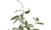 H&H - Coco Maison - Eucalypthus Tree plant H195cm