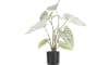 COCOmaison - Coco Maison - Authentique - Caladium H60cm plante artificielle