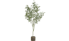 Happy@Home - Coco Maison - Eucalypthus Tree plant H195cm