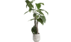 COCOmaison - Coco Maison - Vintage - Alocasia Giant Tree H180cm plante artificielle