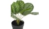 XOOON - Coco Maison - Calathea Orbifolia H45cm plante artificielle