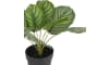 COCOmaison - Coco Maison - Landelijk - Calathea Orbifolia H45cm kunstplant