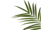 Happy@Home - Coco Maison - Kentia Palm H180cm
