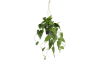 COCOmaison - Coco Maison - Rustikal - Philodendron Scandens H80cm Kunstpflanze