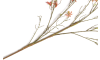 COCOmaison - Coco Maison - Authentique - Forsythia Branch fleur artificielle H150cm