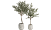 COCOmaison - Coco Maison - Rustikal - Olive Tree H150cm Kunstpflanze