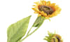 COCOmaison - Coco Maison - Vintage - Sunflower Spray H85cm fleur artificielle