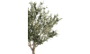 COCOmaison - Coco Maison - Landelijk - Olive Tree H150cm kunstplant