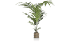 H&H - Coco Maison - Kentia Palm plant H210cm