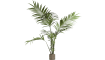 COCOmaison - Coco Maison - Modern - Kentia palm H180cm