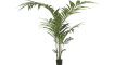 COCOmaison - Coco Maison - Modern - Kentia palm plant H210cm