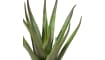 COCOmaison - Coco Maison - Landelijk - Aloe plant H50cm