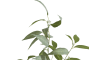 COCOmaison - Coco Maison - Authentique - Eucalypthus Tree plant H195cm