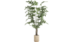 COCOmaison - Coco Maison - Rustikal - Palm Fishtail Kunstpflanze H155cm
