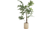 COCOmaison - Coco Maison - Landelijk - Palm Fishtail kunstplant H135cm