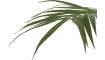 COCOmaison - Coco Maison - Moderne - Kentia palm plant H210cm