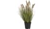 COCOmaison - Coco Maison - Authentique - Pennisetum grass plant H58cm
