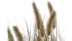 COCOmaison - Coco Maison - Authentique - Pennisetum grass plant H58cm