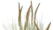 COCOmaison - Coco Maison - Landelijk - Pennisetum grass plant H99cm