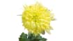 H&H - Coco Maison - Chrysanthemum H75cm
