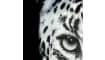 H&H - Coco Maison - Cheetah cadre 70x100cm