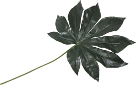 Fatsia Leaf fleur artificielle H55cm