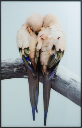 Lovebirds Bild 140x90cm