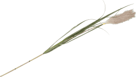 Pampus Grass Kunstblume H120cm