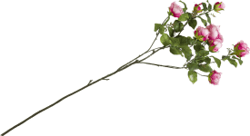 Rose london branch H110cm