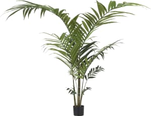 Kentia palm plant H210cm