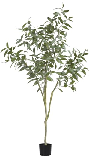 Eucalypthus Tree plant H195cm