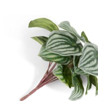 Peperomia Bush H25cm Kunstblume