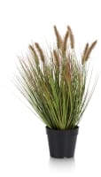 Pennisetum Grass plant H58cm