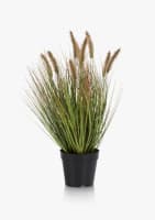Pennisetum Grass plant H58cm